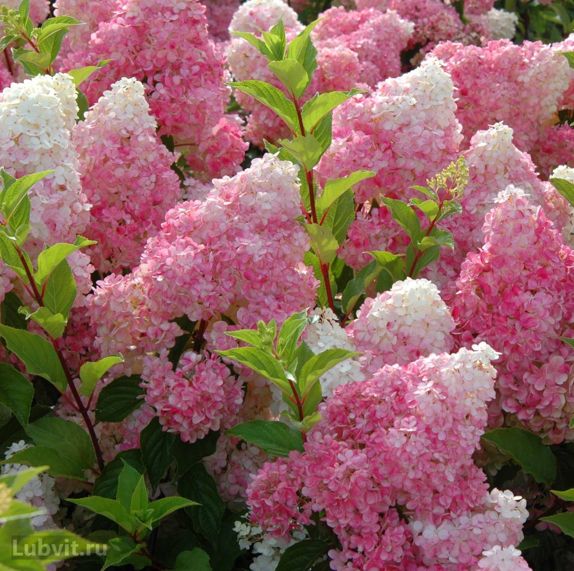 Гортензия метельчатая