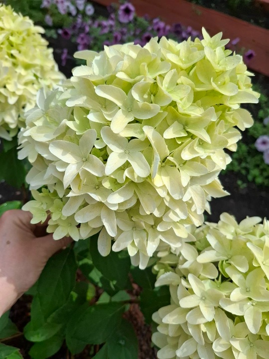 Гортензия метельчатая